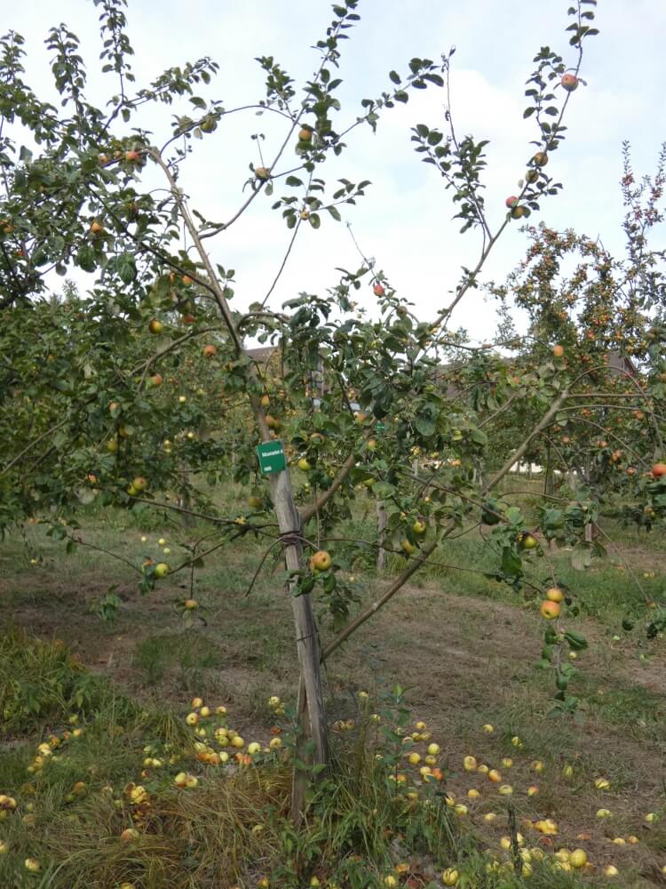 userfiles/produit/5727/arbre_var_289_muscadet de dieppe.jpg